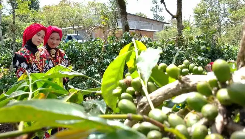 Kebun Kopi di Desa Blang Gele, Desa Sejahtera Astra